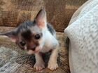 Котёнок брашевый сфинкс объявление продам
