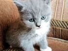Котёнкины от британской кошечки и неизвестного пап объявление продам