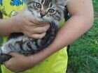 Котёнок Сибирский объявление продам