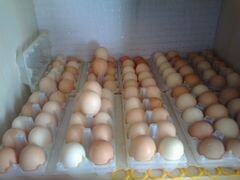 Инкубационные куриные яйца