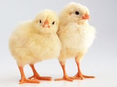 Цыплята Бройлеры от 1дня до 1 месяца(чехия)