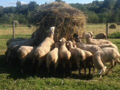 Кормушки для овец и коз