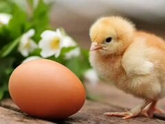 Инкубационное яйцо,цыплята