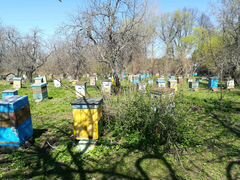 Продаём пчелосемьи на высадку