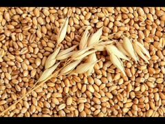 Зерно пшеницы 40кг, Отруби пшеничные 23кг