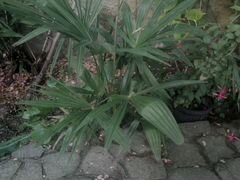 Пальма ялтинская веерная Трахикарпус
