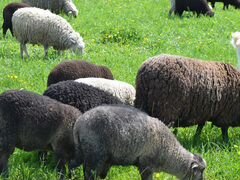 Продажи овец