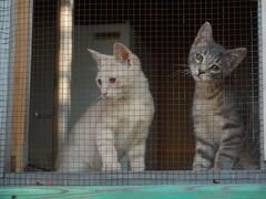 Котята и кошки из приюта