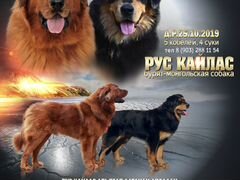 Щенки хотошо / бурят-монгольская собака (волкодав)