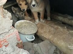 Лисята - щенята ищут тёплый дом