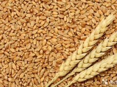 Пшеница Ячмень Кукуруза Овес Жмых Отруби