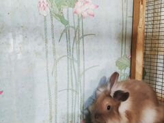 Декоративные крольчата,милые создания для души