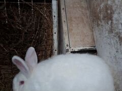 Чистопородные кролики-самцы из Подмосковья, обмен