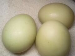 Яйца инкубационные Ухейилюй