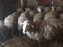 Продам овцы с ягнёнком