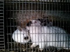Кролик чистопородный калифорниец 3 месяца