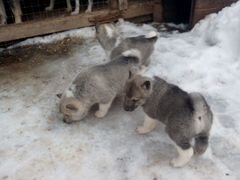 Щенки, рабочей собаки Западна-Сибирской лайки