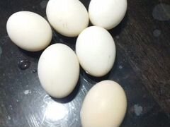Инкубационные яйца бентамок
