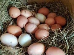 Яйца район црб