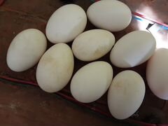 Гусинные яйца