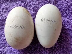 Гусиные яйца инкубационные
