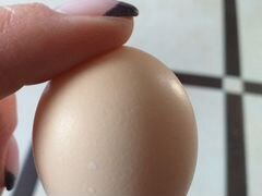 Инкубационные яйца шелковой курицы
