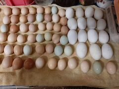 Цыплята, инкубационное яйцо, кубанские гуси, гусят