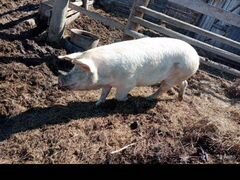 Продам свино маток по одному опоросу