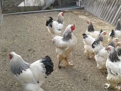 Суточные цыплята светлая колумбийская брама