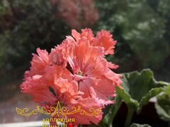 Пеларгония герань Diana Palmer гвоздикоцветковая