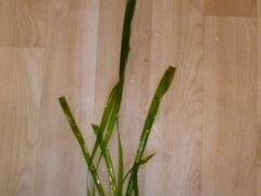 Аквариумное растение (Vallisneria gigantea)