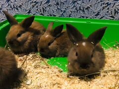 Кролики домашние