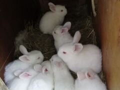 Продаются крольчата 1 месяц. 3х месячные
