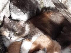 Красавица кошка и её котятки