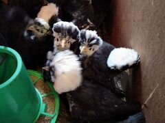 Инкубационные яйца,Голландские Белохохлые