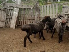 Овцы бараны ягнята козлят козы