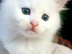 Белый котик,1,5месяца