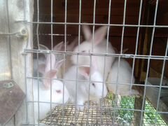 Кролики паннон