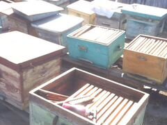 Ульи, пчелосемьи, рамки, пчелы