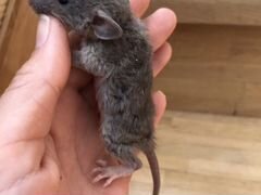 Крысята 1 месяц