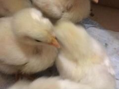 Цыплята Бройлеры 2-3 недели