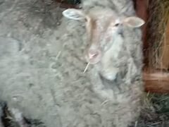 Продам овечку