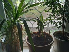 Растение комнатное панданус и пальма драцена