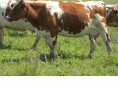Продам дойных коров 2-м отёлом Красно-пестрые