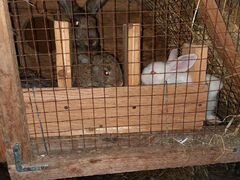 Кролики обмен
