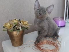 Котята Девон Рекс в эксклюзивных цветах