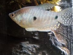 Рыба (гурами)