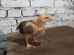 Цыплята (19 дней)