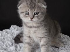 Вислоуховая кошка 2 месяца