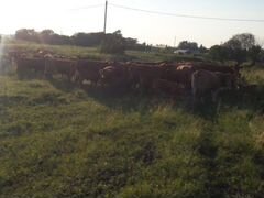 Коровы с телятами (лимузин)